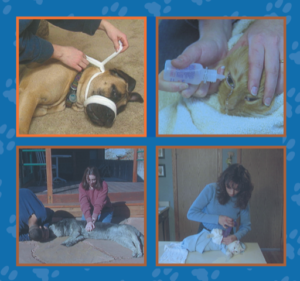 Pet CPR/First Aid (without certification) - Safety NJ